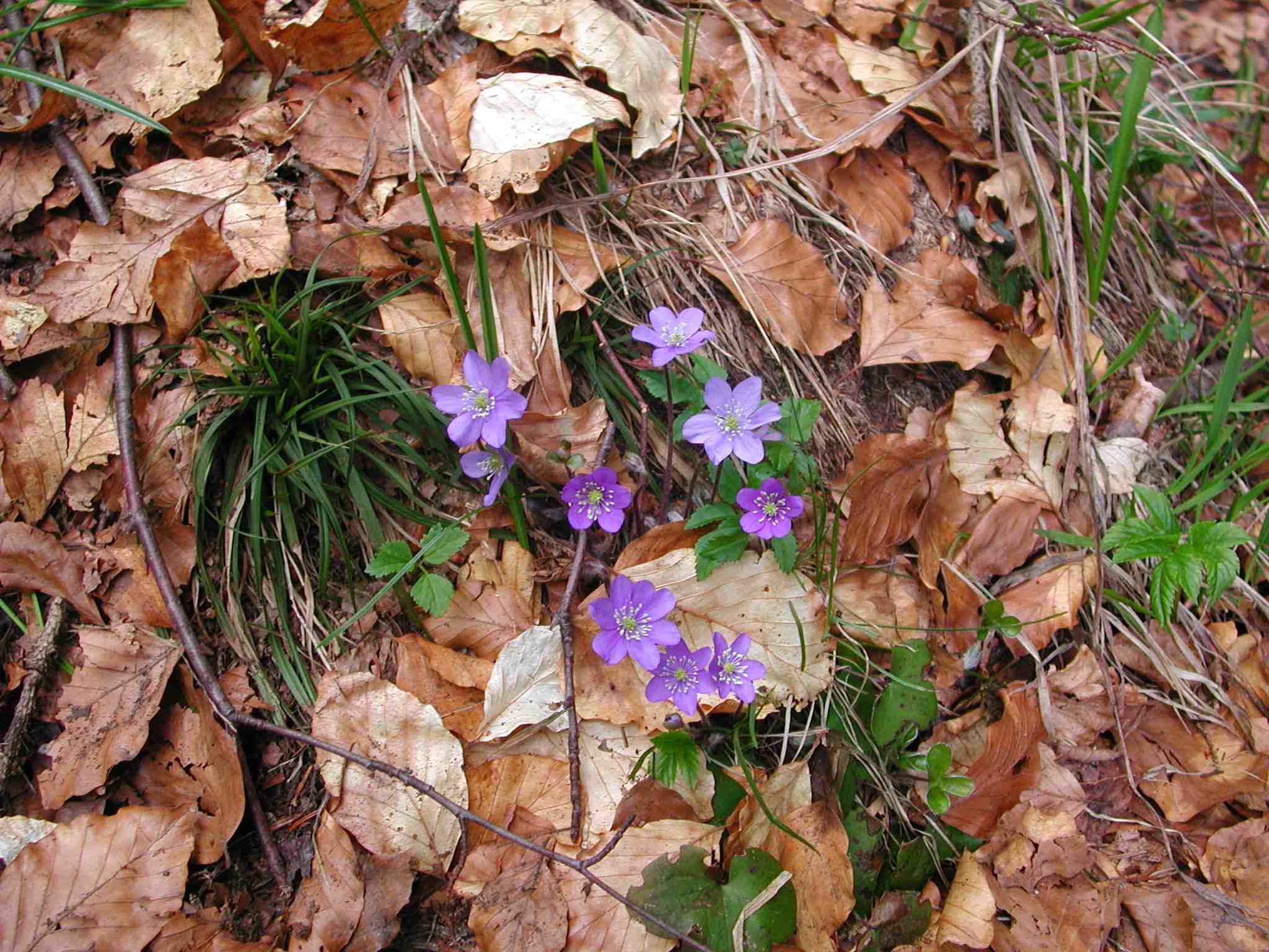 Hepatica nobilis